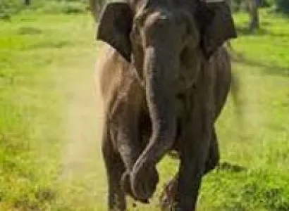 Short Escape to Bandipur National Park Tour