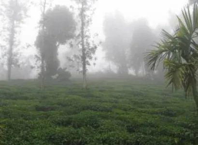 Cochin - Munnar - Thekkady - Kumarakom - Alleppey - Kovalam - Kanyakumari - Trivandrum Package