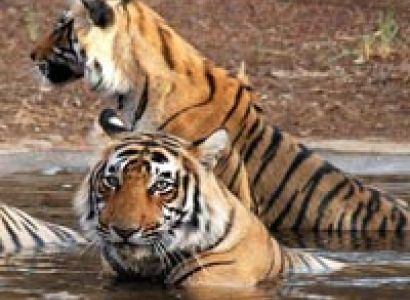 Dreamy Ranthambore & Jaipur 3* Tour
