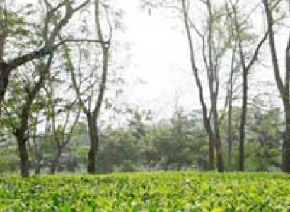 Kaziranga Weekend Package 2* Tour