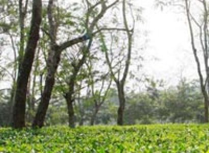 Kaziranga Weekend Package 2*