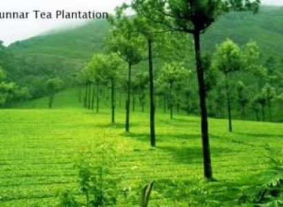 Cochin - Munnar - Thekkady - Kumarakom - Cochin  Tour