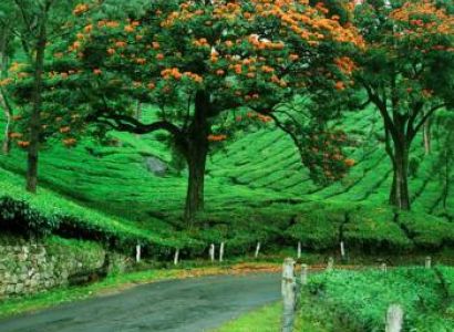 Cochin - Munnar - Thekkady - Kumarakom - Cochin Tour