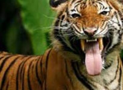 Taman Negara National Park Package