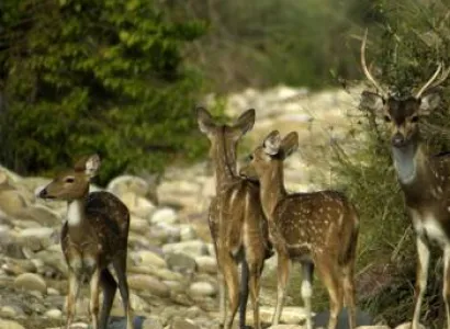 Nainital & Corbett Tours