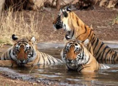 Haridwar To Raja Ji National Park Tour