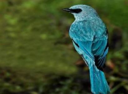 Uttaranchal - Dreams Package