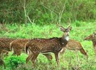 Bandipur National Park Tour