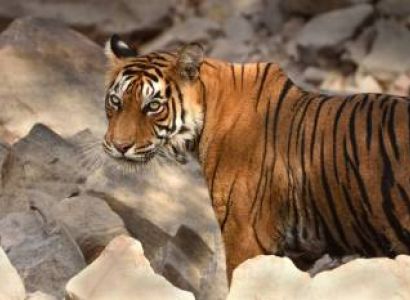 Overnight Ranthambore Tour