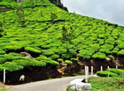 Kerala Winter Package (06N / 07D)