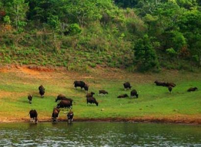 Marvellous Kerala - The God’s Own Country Tour