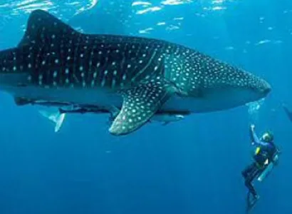 Paradise Maldives Tour