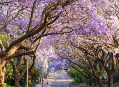 South African Dreams Tour