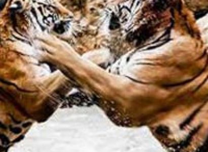 West India Wildlife Tour ( 7 Days - 6 Nights )