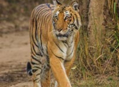 India Elephant Safari Tour ( 6 Days - 5 Nights ) Back to Tours c