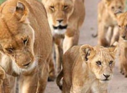 3 Days Maasai Mara Game Reserve Tour