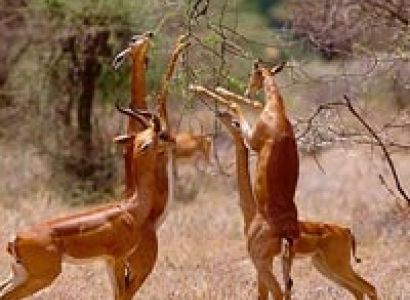 4 Days Meru National Park-Samburu Game Reserve Tour