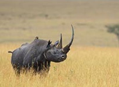 5 Days Maasai Mara-Lake Naivasha-Lake Nakuru Tour