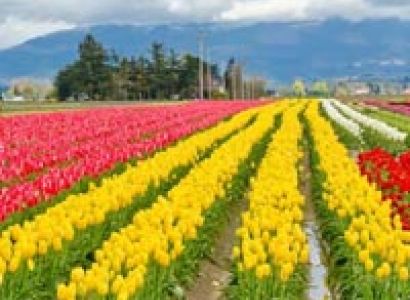 Kashmir With Taj Tours