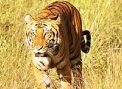 Jim Corbett National Park Tour