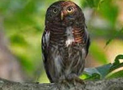 Wildside Of Assam Tour