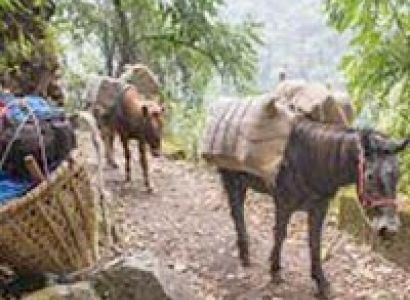 Goechala trek (Sikkim) Tour