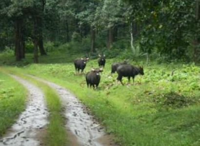 Pollachi - Valparai Tour Package