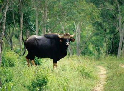 Bandipur Weekend Tour