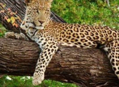 6 Days Serengeti, Ngorongoro, Tarangire and Lake Manyara Tour