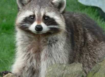 Trekking in Coorg and Masinagudi Tour