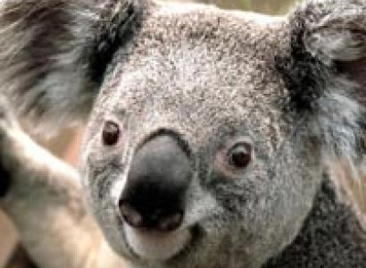 Nainital-Koushani-Munshieary Tour