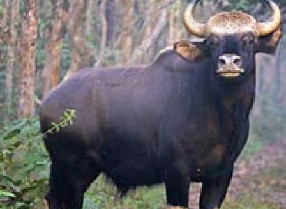 Kuldiha Forest ( Orissa) Tour