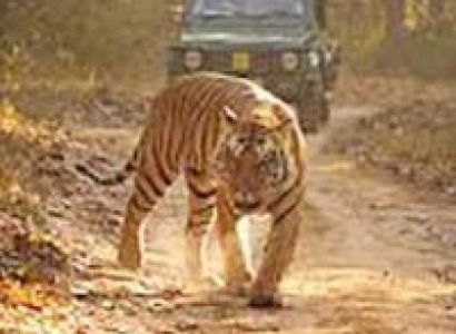 Bandhavgarh - Pench - Kanha Tour