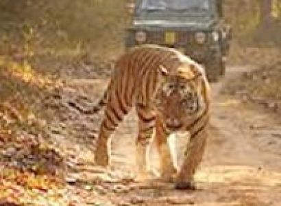 Kanha - Pench - Taroba Tour