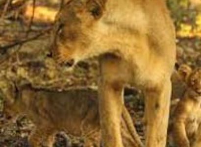 Wildlife Safari in Gujarat Tour