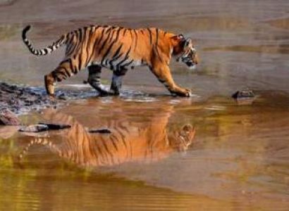 Golden Triangle Tour with Ranthambore
