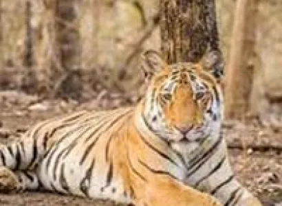 Maharashtra Wildlife Tour