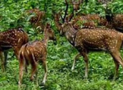 Short Escape to Periyar Tour