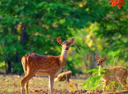 Uttaranchal Tour  6 Days