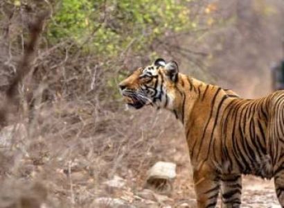 Jaipur -ranthambore -jaipur Tour