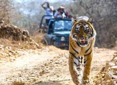 Dhikala Tiger Tour 3 Days