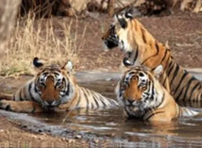 Corbett Group Tour Package