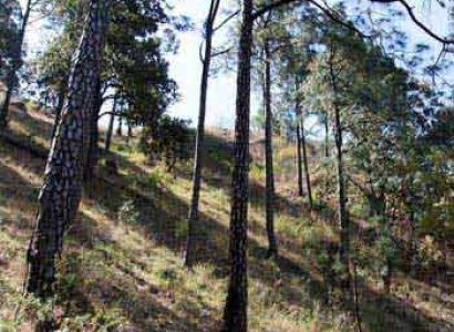 Attractive Kasauli Tour