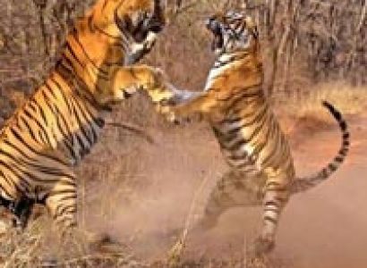 Mussoorie Corbett & Nainital Tour