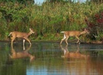 Nainital With Corbett Tour