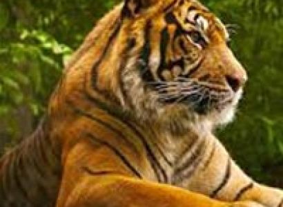 Tiger's Foot Prints Tours