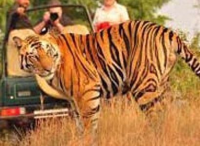 Anandvan - Hemalkasa - Tadoba - Nagpur Tour