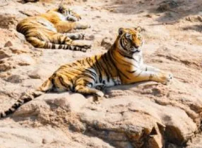 Jabalpur bhedaghat,kanha,Bandhavgarh Tour