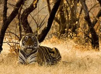 Raipur-kanha-bandhavgarh Tour