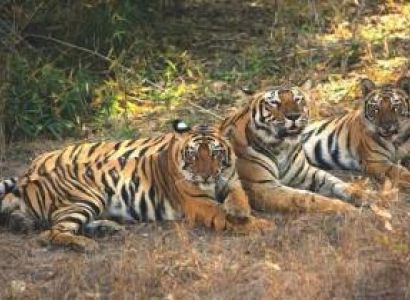 Kanha National Park Tour